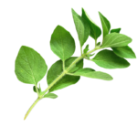 Bella Pasta Restaurante e Pizzaria